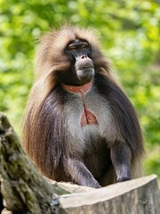 Wall Mural - An adult male Gelada, Theropithecus gelada, sits on a trunk and observes the surroundings.