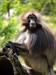 Wall Mural - An adult male Gelada, Theropithecus gelada, sits on a trunk and observes the surroundings.