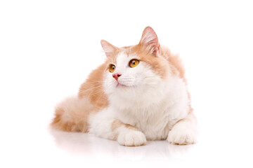 Satisfied domestic cat with light fur and yellow eyes lies on a white background.