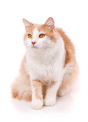 Wall Mural - Beautiful cat sits on a white background and looks away with yellow eyes.