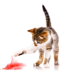 Wall Mural - Small short-haired kitten is interested and carefully catches a toy on a white background.