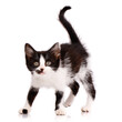 Portrait of a playful focused black and white kitten who wants to attack. Isolated on a white background.