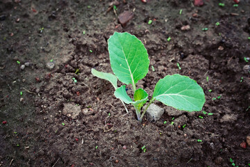 Wall Mural - Cabbage sprout growing in soil. Young sprout of green cabbage, Selective Focus, macro shot, view from above. Growing cabbage, planting, seedling in vegetable garden