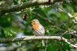 A robin in a tree, summertime