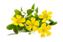 Yellow Woodsorrel Flowers
