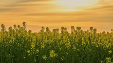 Beautiful Clouds Flying Through Yellow Sky During Sunset Time Over Yellow Growing Canola Field In Timelapse.