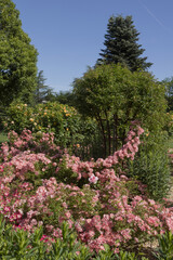 Poster - Roseraie d'un parc floral