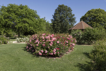 Wall Mural - Roseraie d'un parc floral