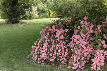 Wall Mural - Rosier au tiges retombantes chargées de fleurs