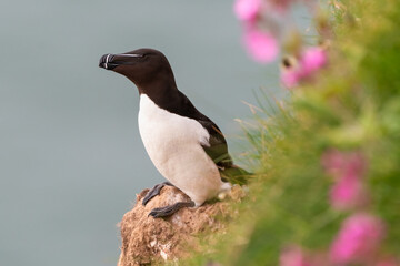 Wall Mural - Razorbill (Alca torda) perched on the rocks, with flowers in the foreground.