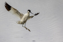 An Avocet, A Wading Bird In The UK, Comes Into Land On A Lake., Displaying His Wings As He Does. 