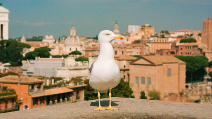 Wall Mural - Seagull on the background of Rome