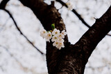 Fototapeta Big Ben - tree in bloom
