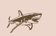 Graphical vintage illustration of great white shark , sepia background,angry look. Aquatic hunter, killer. Vector illustration