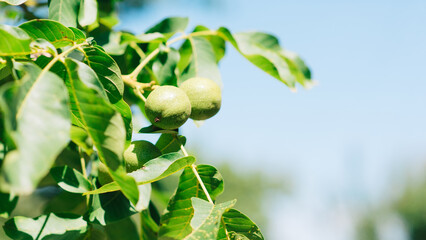 Wall Mural - walnut tree, green leaves against the sky. Floral green background.	