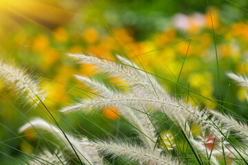 Wall Mural - flowers, grass, insects and sunlight