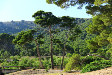 Wall Mural - Beautiful tall trees with a lush crown in Mallorca, Spain, in the background a mountain slope with dense vegetation, summer, sunlight