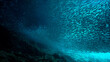 © Johan - Underwater photography art of a huge school of fish at the surface in sunlight. From a scuba dive.