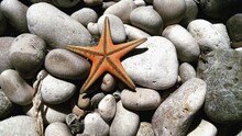 Starfish In Rocks, Greece