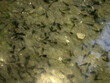 tadpole frog in a creek