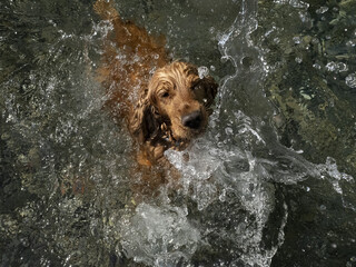 Wall Mural - cocker spaniel dog swimming in the water