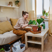 Woman Working In Home Garden, Soil For Monstera Plant. Transplanting Flowers Into Pots And Replacing The Soil In The Living Room, Diy Hobby
