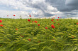 red poppy blossoms on an unripe grain field under a cloudy sky with thunderstorm atmosphere
