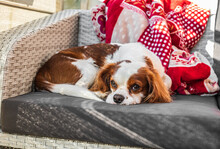 A Cavalier King Charles Lying On An Armchair. A Dog Resting On An Armchair