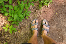Directly Above POV Shot Of Man's Feet In Sandals Beside A Patch Of Poison Ivy Plants On A Sunny Day
