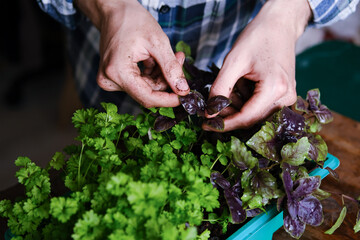 Fresh parsley, basil. Home garden. A man harvests greenery.