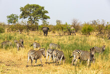 Zebras And Elephants Graze In Green Mopane Veld