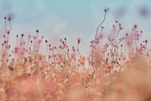 Flower Field, Meadow Flowers In Soft Warm Light. Autumn Landscape Blurry Nature Background.