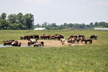 Sticker - Herd of horses a farm water hole