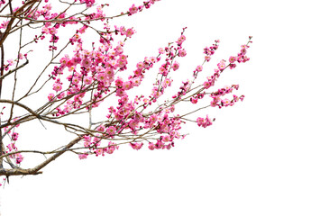 Tree branch flower Photo Overlays, Summer spring painted overlays, Photo art, png