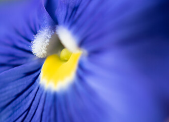 Close up of blue pansy flower