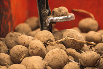 Wall Mural - Sowing potatoes in an agricultural field in spring with an old farm tractor, close up