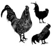© andrey7777777 - Set poultry isolated on white background.collection vector silhouette rooster