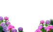 hortensia flowers isolated on transparent background, blue violet flower isolated Photo summer spring flowers, png	
