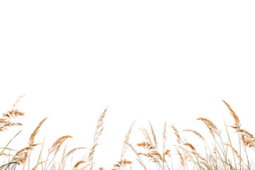 Wall Mural - flower grass petals photo overlays, photoshop overlays, summer overlays, golden fields, png