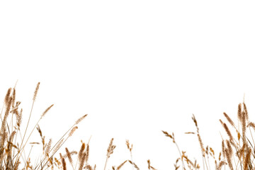 Wall Mural - flower grass petals photo overlays, photoshop overlays, summer overlays, golden fields, png