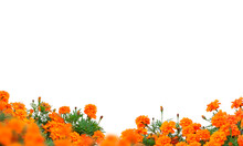 Orange Marigold Flowers Isolated On Transparent Background, Flower Isolated Photo Summer Spring Flowers, Png