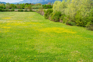 Wall Mural - Beautiful green lawn with yellow flowers