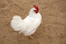 White Bantam Leghorn Chicken With Red Comb Standing In Brown Sandy Field 