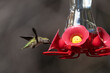 Hummingbird eating from feeder while flying in the garden