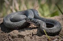 Black And Blue Melanistic Axanthic Plains Garter Snake Macro Portrait 