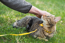 Walking A Domestic Cat With The Owner On A Yellow Harness. The Tabby Cat Caressing A Person's Hand Of Outdoor, Hides In The Green Grass, Cautiously And Curiously. Teaching Your Pet To Walk