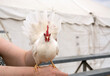 White bantam leghorn chicken sitting on hand while another hand spreads out tail feathers at agricultural fair