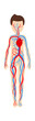 Boy circulatory system anatomy. Vector illustration