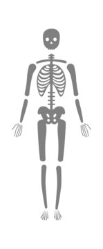Human skeleton icon. Vector illustration