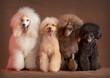 4 poodles, white, brown, apricot and black looking at camera